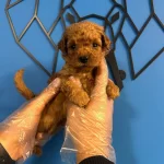 Minik Sevimlilik Bombasi Oyuncu Toy Poodle Bebekler