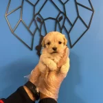 Tam Bir Sevgi Topu Sevimli Ve Oyuncu Maltipoo Bebekler