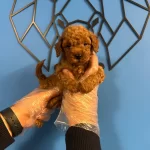 Kucakta Tasinacak Mutluluk Asiri Sevimli Toy Poodle Bebekler