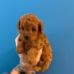 Kore Tea Cup Red Browne Poodle Bebeklerimiz