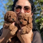 Red Brown Red Apricot Renk Secenekleri Ile Poodle Yavruları