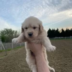 Uygun Golden Yavrularımız