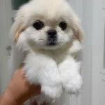 Safkan Irk Garantili Pekinez Yavrular