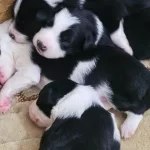 Irk Garantili Border Collie Yavrularımız