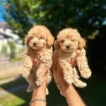 Baby Face Maltipoo Yavrularım