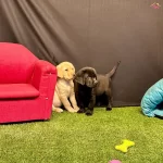 Birinci Sınıf Labrador Yavruları