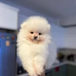 Ukrayna Cıkıslı Pomeranian Boo