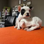 Safkan Irk Garantili Fransiz Bulldog Yavruları