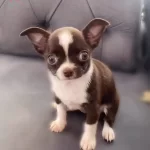 Mini Teacup Şivava Çikolata Beyaz