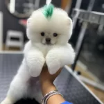 Istanbul Subemizdeayı Surat Garantili Teddy Bear Yavrularım