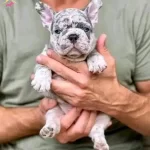 Irk Garantili Fransiz Bulldog Yavruları