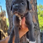 Safkan Irk Garantili Cane Corsa Yavrular