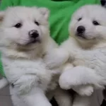 Safkan Irk Garantili Samoyed Yavrular