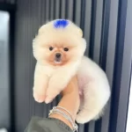 Yuzde Yuz Ayı Surat Ust Kalite Pomeranian Boo