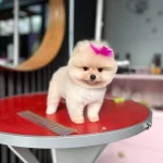 Istanbul Subesinde Ayı Surat Garantili Pomeranian Yavrular