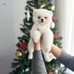 Teddy Bear Garantili Pomeranian Boo Yavrularım