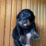 1 5 Aylık Rottweiler Yavruları
