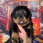 2 Aylk Rottweiler Yavrular