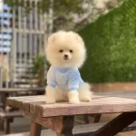 Pomerian Boo Yavrularımız