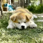 Safkan Akita Aşıları Tam