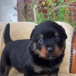 Karakterli Rottweiler Yavruları