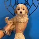 Irk Garantili Gercek Maltipoo Bebekler