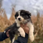 Dunyanın En Zeki Irkı Border Collie Yavrularımız