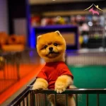 Pomeranian Uretim Ciftliginden