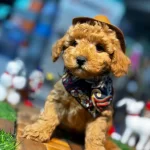 Yuksek Kaliteli Poodle Yavrularımiz