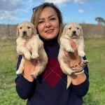 Muhtesem Bebek Yuzlu Golden Retriever Yavrularımız