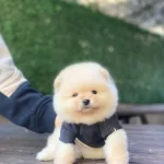 Pomeranian Boo Yavrularımiz