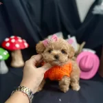 Kore Anne Babadan Maltipoo Bebekler