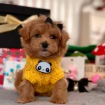 Dizayn Irk Maltipoo Guzel Bebeklerim