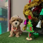 Ufacık Sevimli Maltipoo Bebeklerimiz