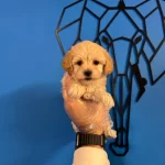 Cok Ozel Maltipoo Bebeklerimiz