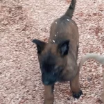 Yavru Ve Gen Belika Kurtlar