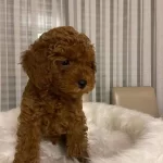 Muhtesem Irk Toy Poodle Yavrularımız