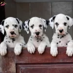 Irk Garantili Dalmacyalı Yavrularımız