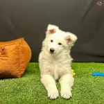 Beyaz Alman Kurdu Yavrularıyla Tanısın