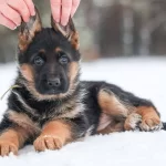 Irk Ve Saglik Garantili Muhtesem Alman Kurdu Yavrularım