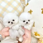 Orjinal Boo Yurt Dısı Cıkıs Evrakları Mevcut