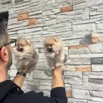 Birbirinden Guzel Pomarıan Bebeklerimiz Sizleri Bekliyor