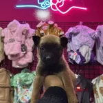 A Kalte Belka Kurdu Son Yavrular