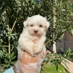 Pofuduk Bembeyaz Tyleryle Maltese Terrer Yavruları