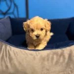 Irk Garanti̇li̇ Üreti̇m Çi̇ftli̇ği̇nden Malti̇poo