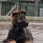 Super Alman Kurdu Yavrumuz