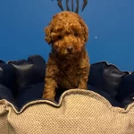 Irkin En Iyilerinden Toy Poodle Bebekler