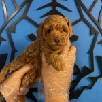 Cazibesiyle Buyuleyen Toy Poodle Yeni Arkadasinizi Kesfedin