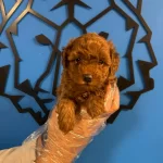 Zerafetin Simgesi Toy Poodle Kopekler Sizleri Bekliyor