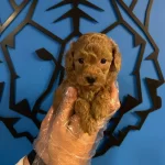 Toy Poodle Bebeklerle Hayatiniza Nese Katin
